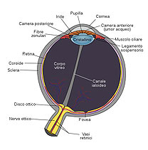Anatomia occhio